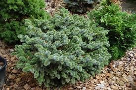 Świerk Picea SITHENSIS 'Nana' Doniczka 5l Wysokość rośliny 30cm szer.20cm
